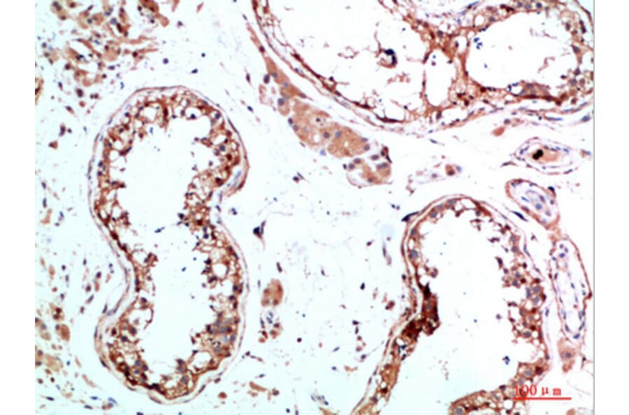 Immunohistochemistry - Anti-IL31 Antibody (C30674) - Antibodies.com