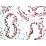 Immunohistochemistry - Anti-IL31 Antibody (C30674) - Antibodies.com