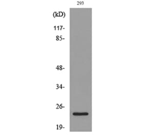 Western Blot - Anti-IL24 Antibody (C30602) - Antibodies.com