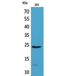 Western Blot - Anti-IL24 Antibody (C30602) - Antibodies.com