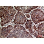 Immunohistochemistry - Anti-IL24 Antibody (C30602) - Antibodies.com