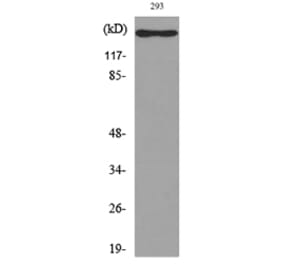 Western Blot - Anti-IL16 Antibody (C30095) - Antibodies.com
