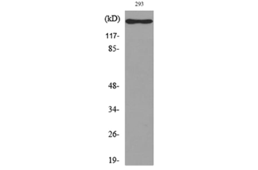 Western Blot - Anti-IL16 Antibody (C30095) - Antibodies.com