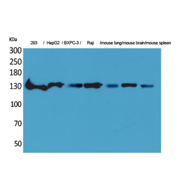 Western Blot - Anti-IL16 Antibody (C30095) - Antibodies.com