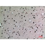 Immunohistochemistry - Anti-IL16 Antibody (C30095) - Antibodies.com