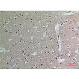 Immunohistochemistry - Anti-IL16 Antibody (C30095) - Antibodies.com