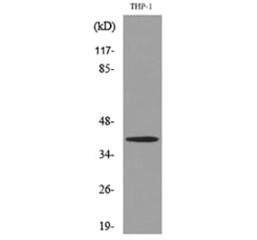 Western Blot - Anti-IL10 Antibody (C30001) - Antibodies.com