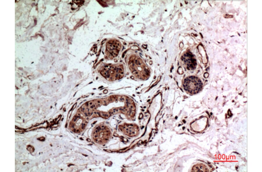 Immunohistochemistry - Anti-IL10 Antibody (C30001) - Antibodies.com