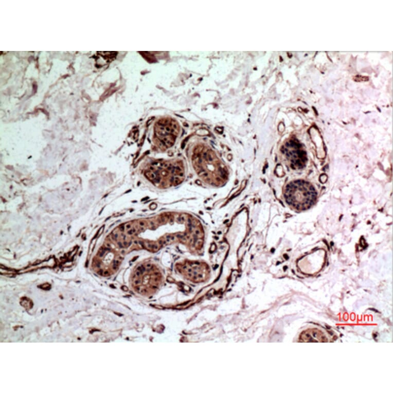 Immunohistochemistry - Anti-IL10 Antibody (C30001) - Antibodies.com