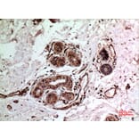 Immunohistochemistry - Anti-IL10 Antibody (C30001) - Antibodies.com