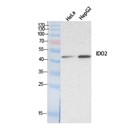 Western Blot - Anti-IDO2 Antibody (C30096) - Antibodies.com