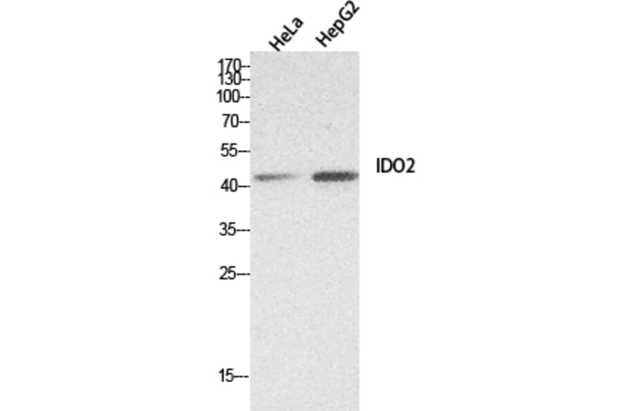 Western Blot - Anti-IDO2 Antibody (C30096) - Antibodies.com