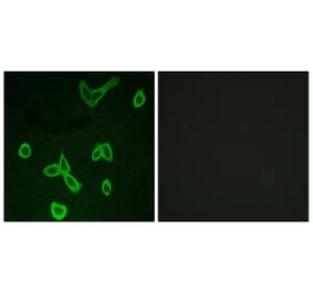 Immunofluorescence - Anti-HRH4 Antibody (G372) - Antibodies.com