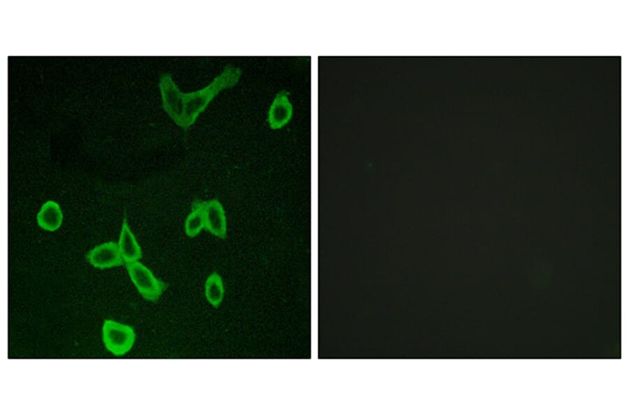 Immunofluorescence - Anti-HRH4 Antibody (G372) - Antibodies.com