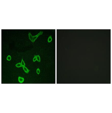 Immunofluorescence - Anti-HRH4 Antibody (G372) - Antibodies.com