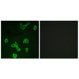 Immunofluorescence - Anti-HRH4 Antibody (G372) - Antibodies.com