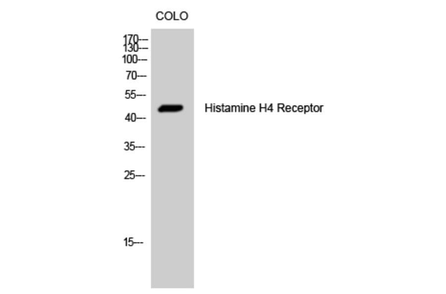 Western Blot - Anti-HRH4 Antibody (G372) - Antibodies.com