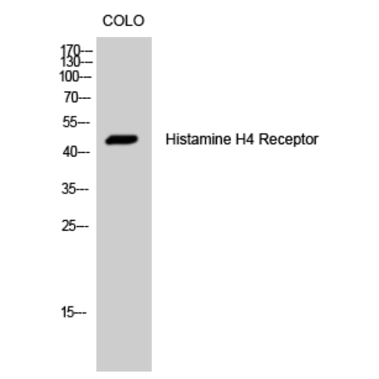 Western Blot - Anti-HRH4 Antibody (G372) - Antibodies.com