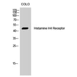 Western Blot - Anti-HRH4 Antibody (G372) - Antibodies.com