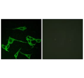 Immunofluorescence - Anti-HRH2 Antibody (G370) - Antibodies.com