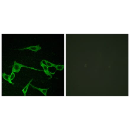 Immunofluorescence - Anti-HRH2 Antibody (G370) - Antibodies.com