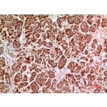 Immunohistochemistry - Anti-HPSE Antibody (C30023) - Antibodies.com