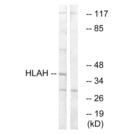 Western Blot - Anti-HLAH Antibody (C16165) - Antibodies.com