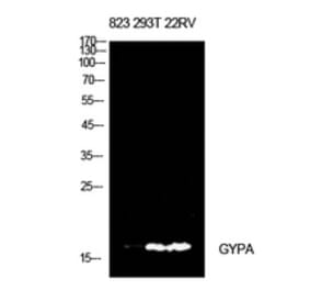 Western Blot - Anti-GYPA Antibody (C30563) - Antibodies.com