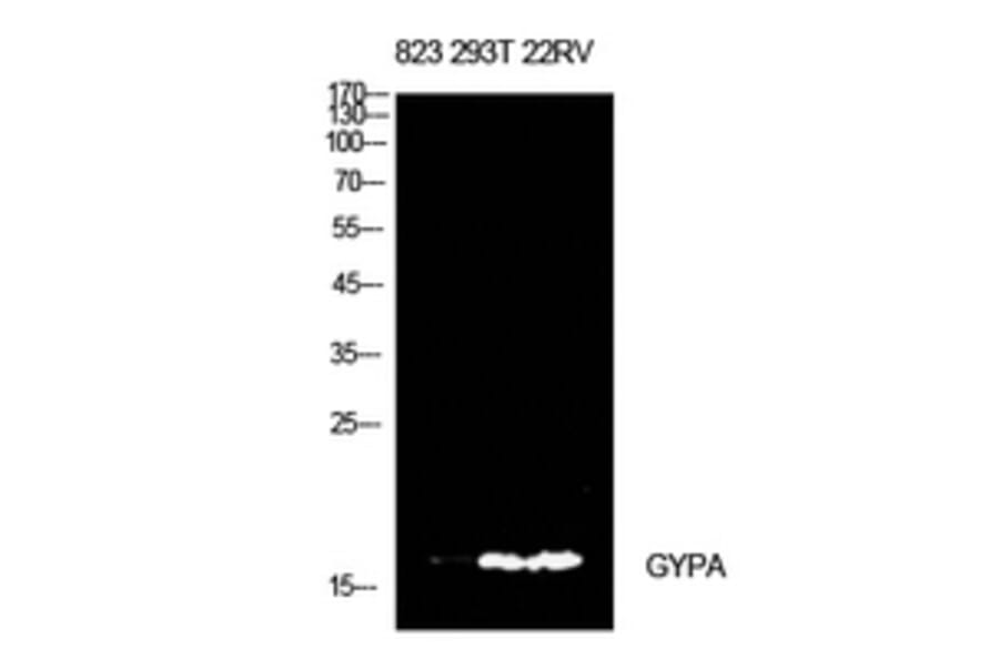 Western Blot - Anti-GYPA Antibody (C30563) - Antibodies.com
