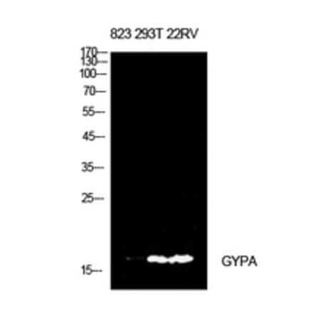 Western Blot - Anti-GYPA Antibody (C30563) - Antibodies.com