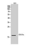 Western Blot - Anti-GYPA Antibody (C30563) - Antibodies.com