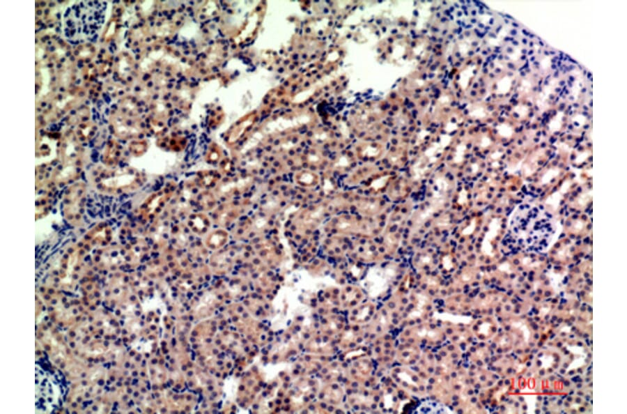 Immunohistochemistry - Anti-GYPA Antibody (C30563) - Antibodies.com