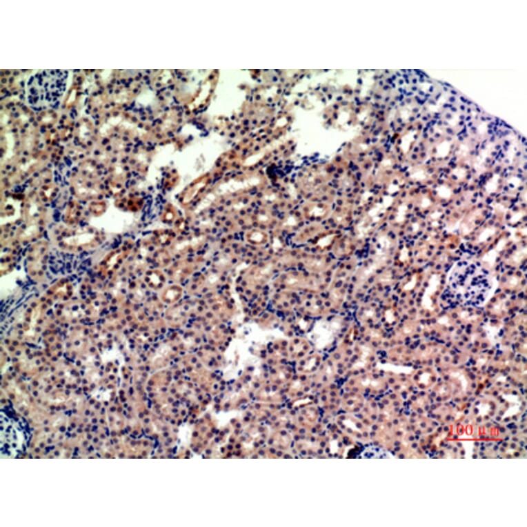 Immunohistochemistry - Anti-GYPA Antibody (C30563) - Antibodies.com