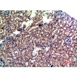 Immunohistochemistry - Anti-GYPA Antibody (C30563) - Antibodies.com