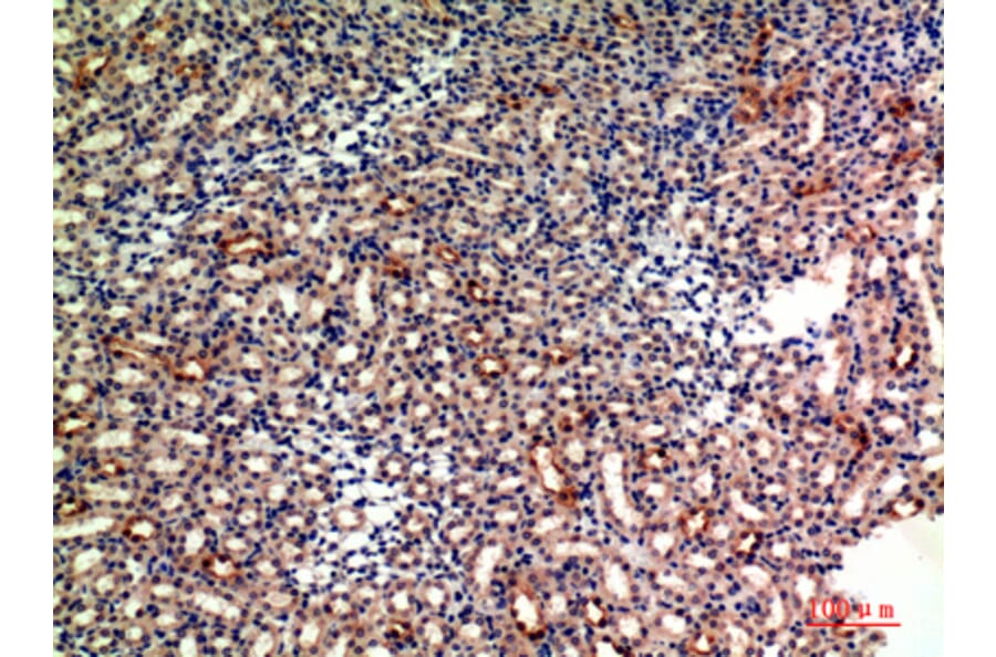 Immunohistochemistry - Anti-GYPA Antibody (C30563) - Antibodies.com