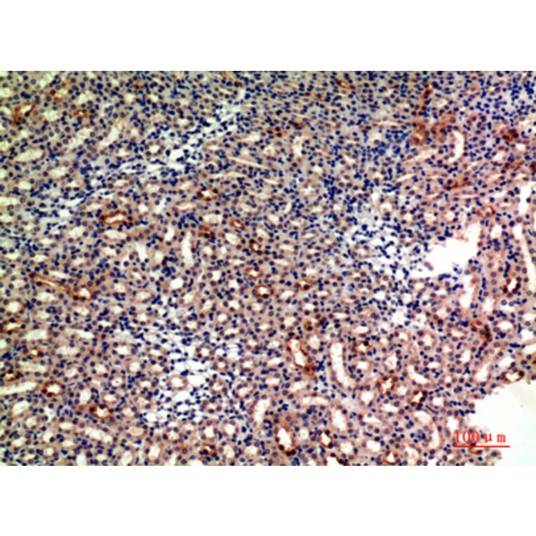 Immunohistochemistry - Anti-GYPA Antibody (C30563) - Antibodies.com