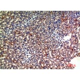 Immunohistochemistry - Anti-GYPA Antibody (C30563) - Antibodies.com