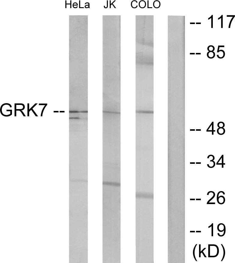 Western blot analysis of lysates from COLO205, Jurkat, and HeLa cells using Anti-GRK7 Antibody. The right hand lane represents a negative control, where the antibody is blocked by the immunising peptide.