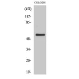 Western Blot - Anti-GRK7 Antibody (C11400) - Antibodies.com