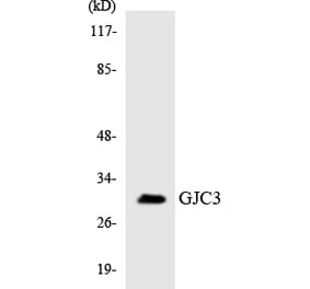 Western Blot - Anti-GJC3 Antibody (R12-2814) - Antibodies.com