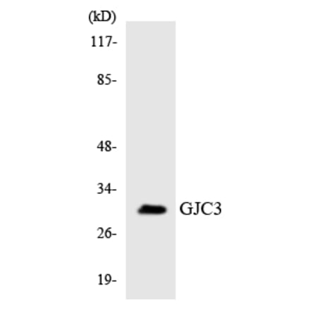 Western Blot - Anti-GJC3 Antibody (R12-2814) - Antibodies.com