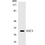 Western Blot - Anti-GJC3 Antibody (R12-2814) - Antibodies.com