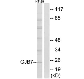 Western Blot - Anti-GJB7 Antibody (C15889) - Antibodies.com