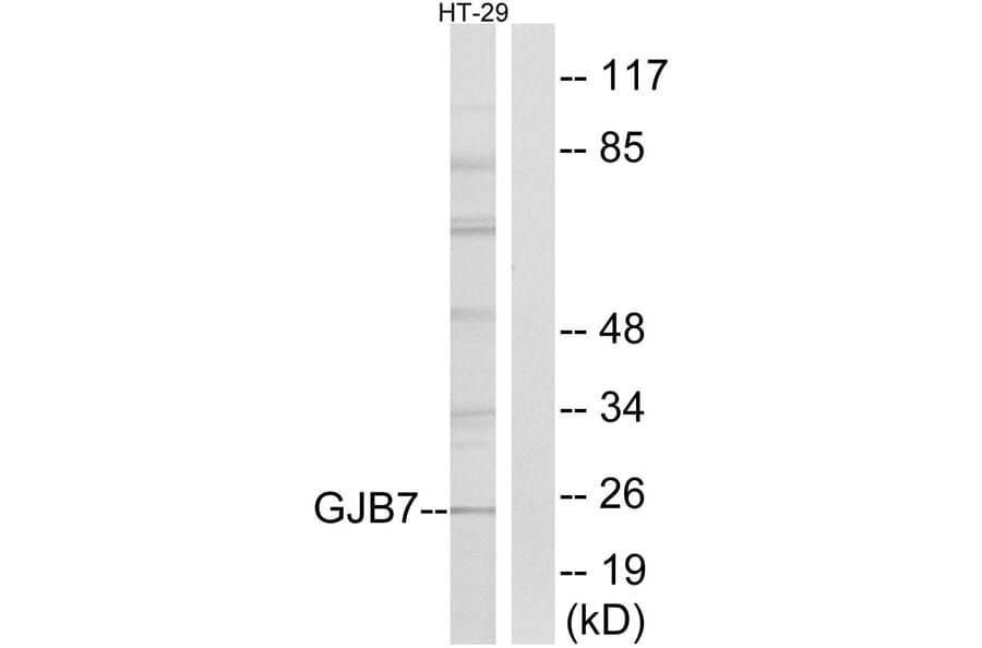 Western Blot - Anti-GJB7 Antibody (C15889) - Antibodies.com