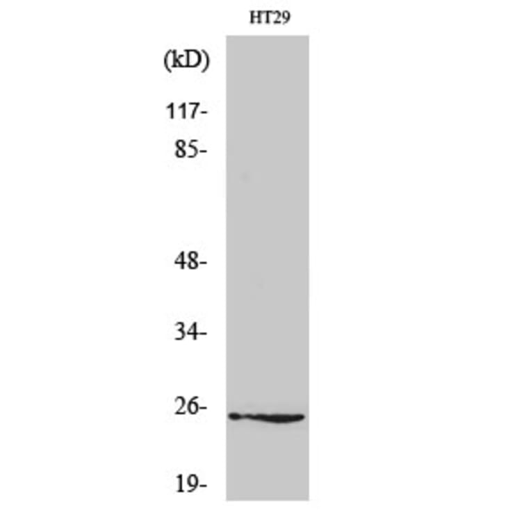 Western Blot - Anti-GJB7 Antibody (C15889) - Antibodies.com