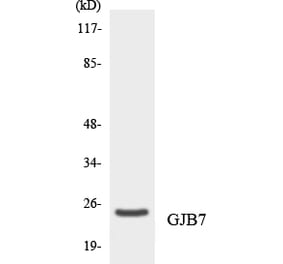 Western Blot - Anti-GJB7 Antibody (R12-2812) - Antibodies.com
