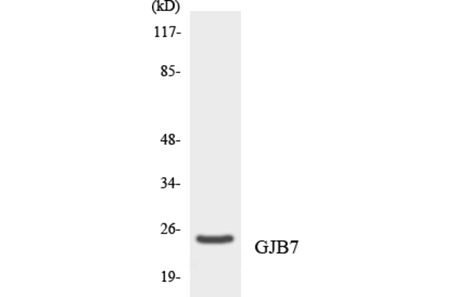 Western Blot - Anti-GJB7 Antibody (R12-2812) - Antibodies.com