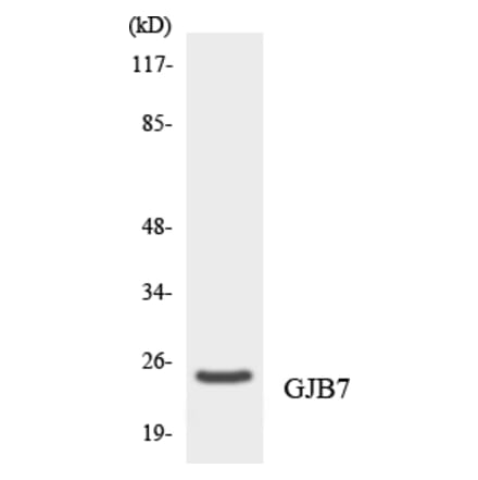 Western Blot - Anti-GJB7 Antibody (R12-2812) - Antibodies.com