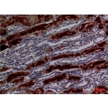 Immunohistochemistry - Anti-GGT1 Antibody (C30439) - Antibodies.com