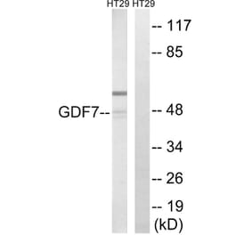 Western Blot - Anti-GDF7 Antibody (C15987) - Antibodies.com